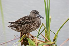 Green-winged Teal